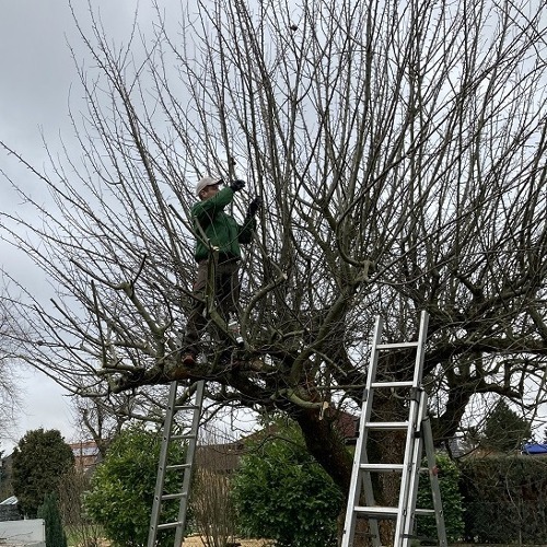 Schnittfehler an Obstgehölzen – Kennen und verstehen lernen    