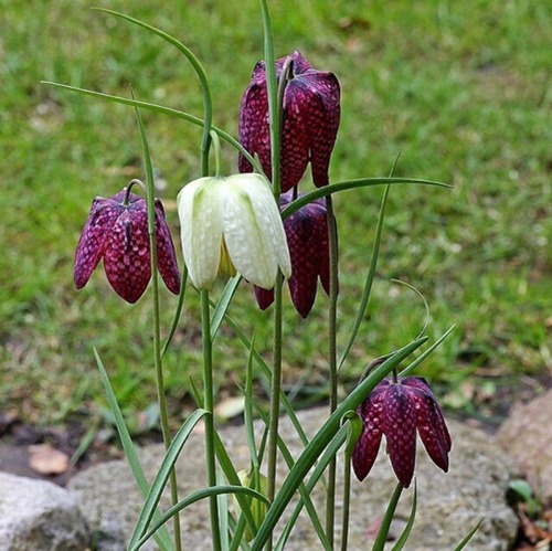 Im Herbst stecken, im Fr&uuml;hling freuen! &nbsp; &nbsp;