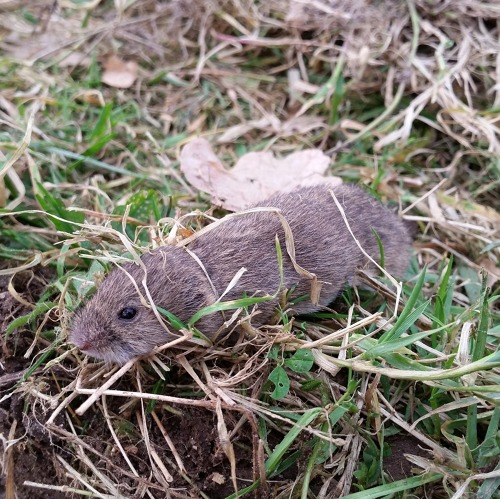 Mäuse, Wühlmäuse und Co - sind wir machtlos?