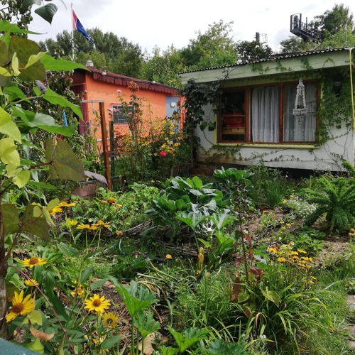 Gemüseanbau im Garten - Nutzung der Mischkultur (auch Fruchtfolge)