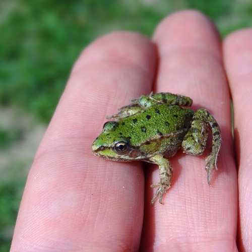 Naturschutz im Garten - was kann ich für den Schutz von Pflanzen und Tieren im Garten tun?