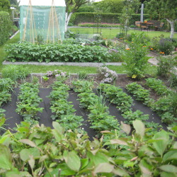 Gemüsebau - kein Garten ohne Gemüse